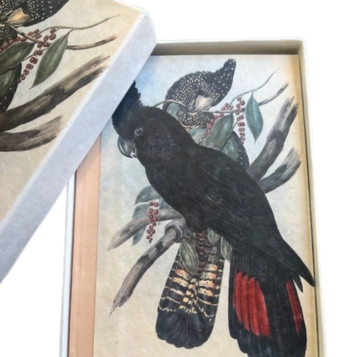 Black Parrot Keepsake Boxed Journal A4