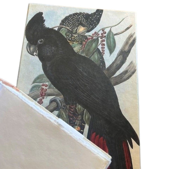 Black Parrot Keepsake Boxed Journal A4