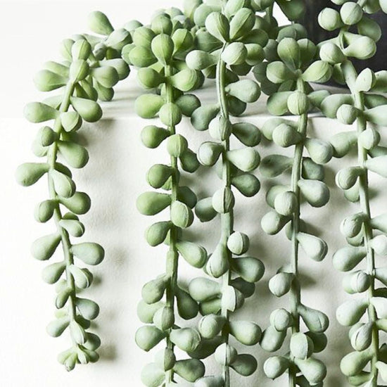 String of Pearls in Pot Grey / Green