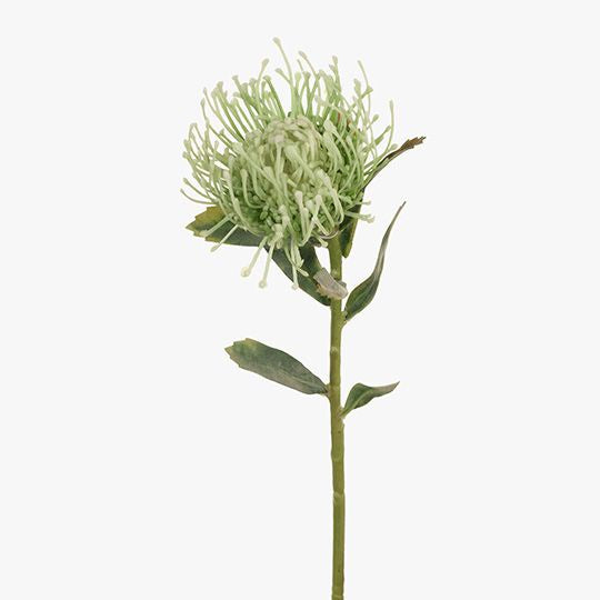 Protea Leucospermum light green