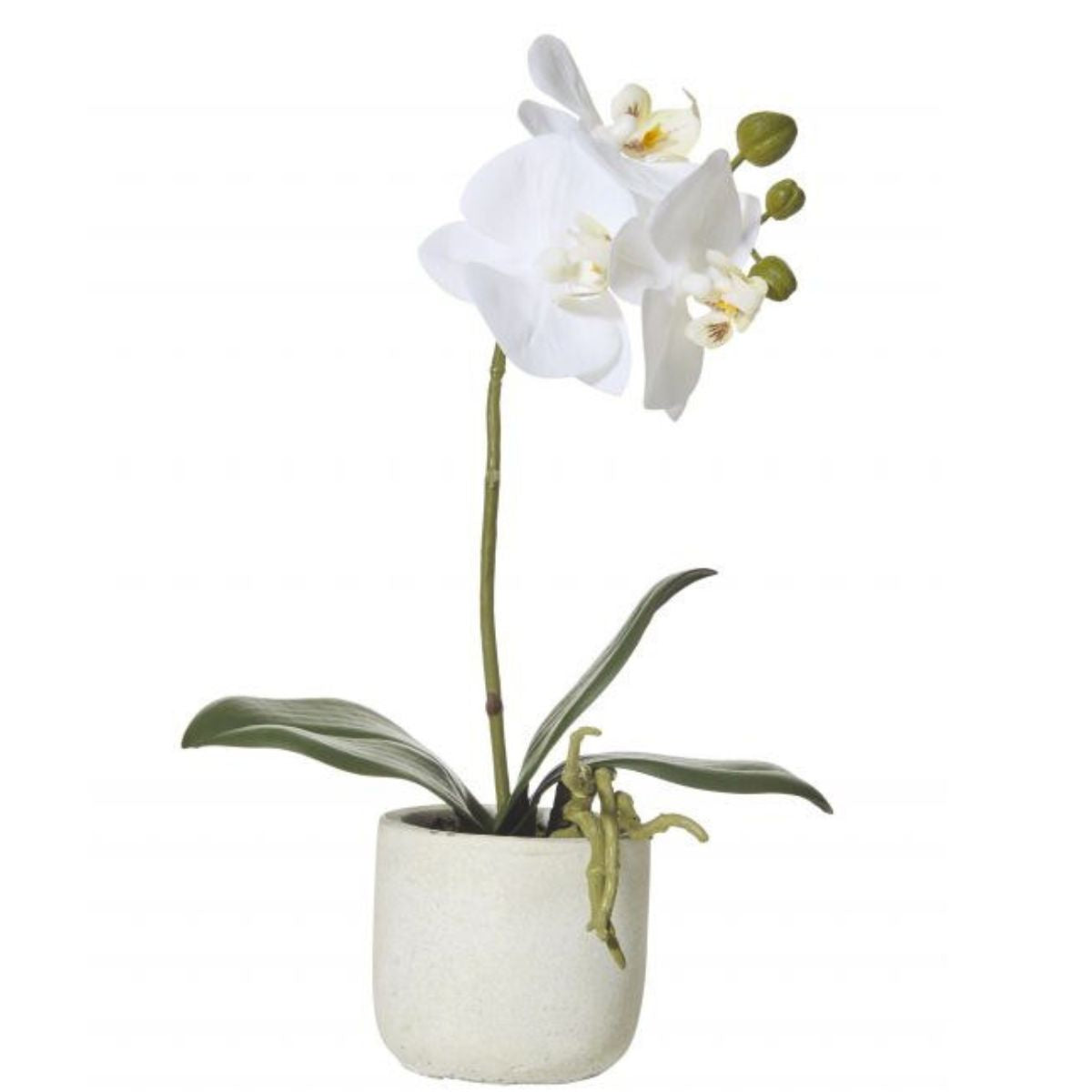 Butterfly Orchid in Pot