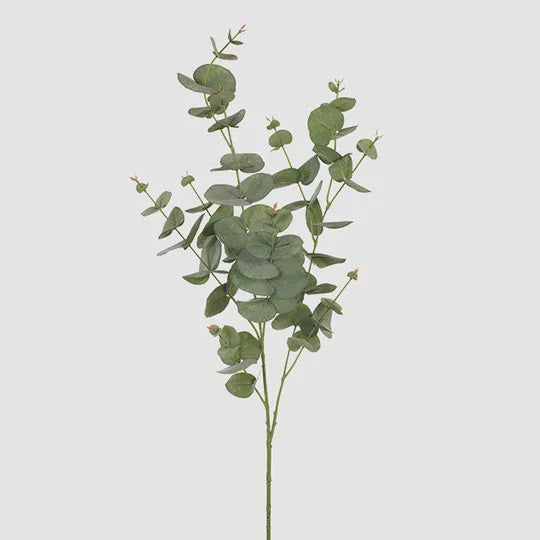 Eucalyptus Silver Dollar - Green