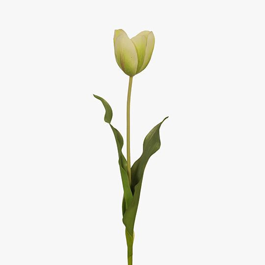 Tulip Light Green 59cml