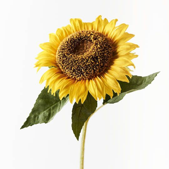 Sunflower 50cm