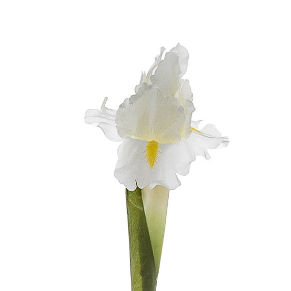 Iris Stem White 70cm