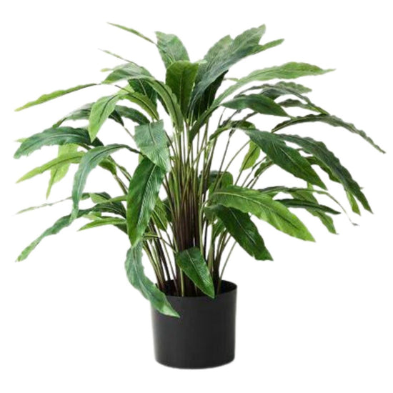Calathea Plant - New