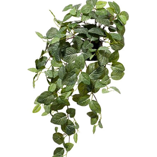 Fittonia Hanging Bush in Pot