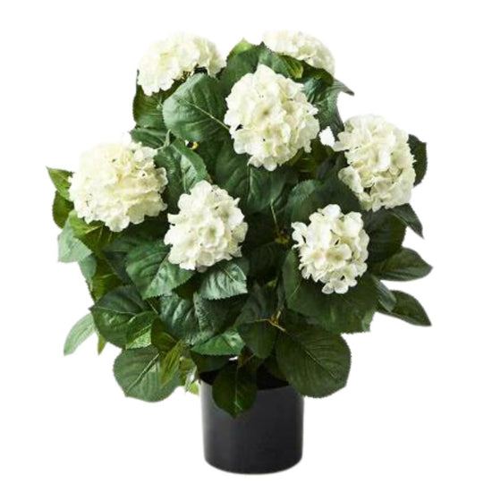 Hydrangea Plant White