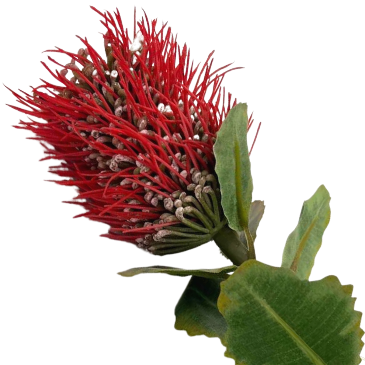 Protea Leucospermum Hybrid Red