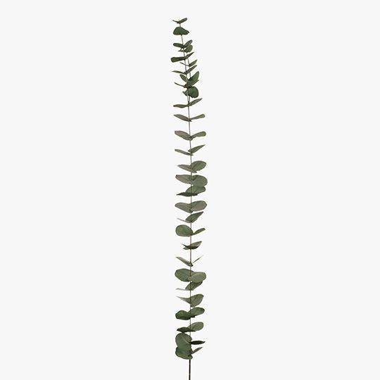 eucalyptus silver dollar forest green 118cm