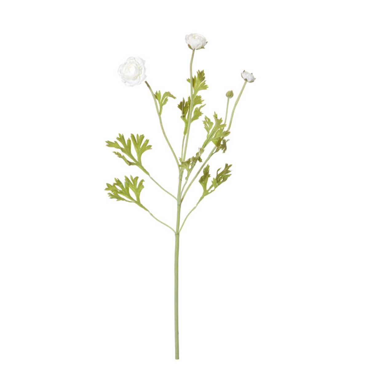 Ranunculus Spray White 60cm